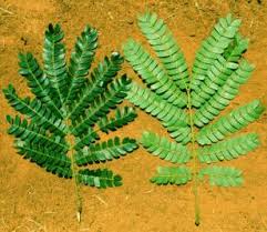 Image result for Albizia adianthifolia × gummifera