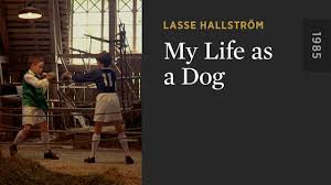My Life as a Dog - The Criterion Channel