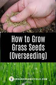How To Grow Grass Seed Tips Planting Grass Growing Grass Grass Seed