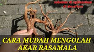 Cuando salad mengkudu adalah resep selanjutnya dalam cara mengolah buah mengkudu. Cara Mengolah Akar Rasamala Yang Baik Ll Jangan Ceroboh Youtube