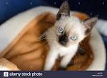 Snowshoe cat - Wikipedia