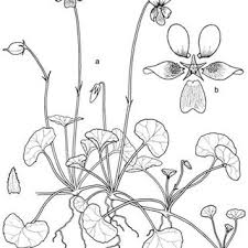 It is the largest genus in the family, containing between 525 and 600 species. Pdf Two New Species And A New Hybrid In The Viola Hederacea Species Complex