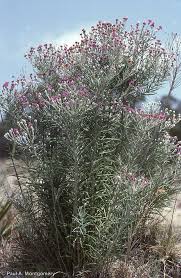 Image result for Vernonia natalensis