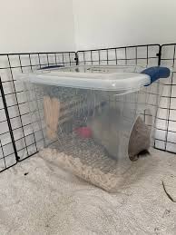 Sisters, daphne and kirin enjoying some hay. Litter Box Idea Sterilite Container With A Hole Rabbits