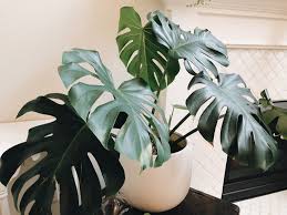 Pin On My Home W Plants