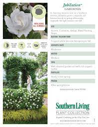 Jubilation Gardenia Order Online With Plantsbymail Com Southern Living Plant Collection Southern Living Plants Southern Landscaping