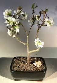 Fruit trees for sale from blackmoor nurseries the uk's leading specialist fruit nursery. Flowering Quince Products For Sale Ebay