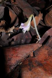 Image result for Nervilia crociformis