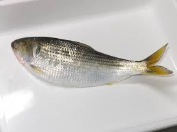 魚へんに「冬」でなんと読む？「鮗」の正しい読み方・由来をご紹介！【魚へんの漢字辞典】 | 釣りラボマガジン