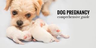 Dog Pregnancy Signs Stages Labor Risks Dystocia Faq
