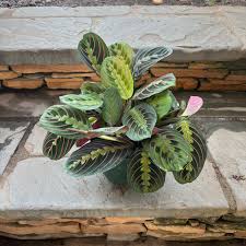 Image result for maranta