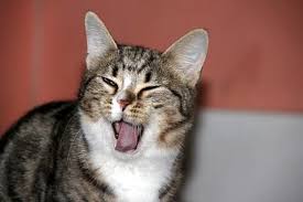 Why Does My Cat Wink At Me The Surprising Truth Do Cats Blink Cats Cat Behavior