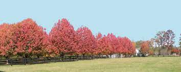 As long as the healthy sapling's tree trunk isn't larger than 2 inches in diameter, a. Best Trees For Driveways