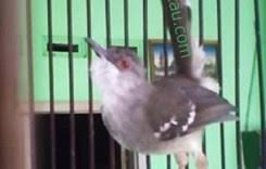 Tips cara membedakan cici padi jantan dan betina: Cara Mudah Merawat Ciblek Juara Mr Kicau