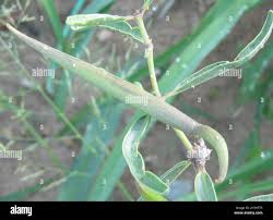 Image result for Raphionacme velutina