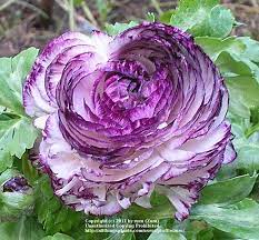 Photo Of The Bloom Of Persian Buttercup Ranunculus Asiaticus Purple Picotee Posted By Zuzu All Things Plants Bulb Flowers Flower Seeds Persian Buttercup