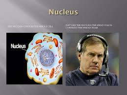 We did not find results for: Cell Organelle Analogy To A Football Team Ppt Download