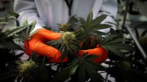 Barron's also provides information on historical stock ratings, target prices, company earnings, market valuation and more. Tilray Stock Soars Company To Provide Medical Cannabis In French Study