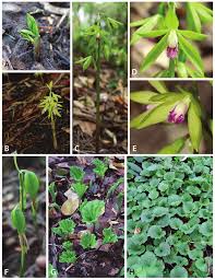 Image result for Nervilia