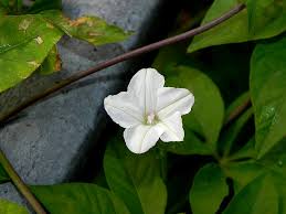 Image result for Ipomoea magnusiana