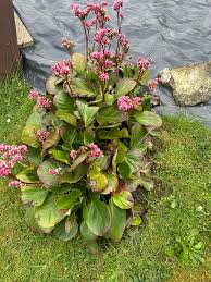 Image result for Gutenbergia cordifolia