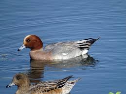 今冬、江津湖で観察できた野鳥–カモの仲間– - ［公式］水前寺江津湖公園｜熊本市の公園［公式］水前寺江津湖公園｜熊本市の公園