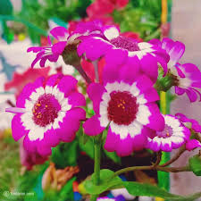 Check spelling or type a new query. Beautiful Flowers Images Free Download Flower Wallpaper Images
