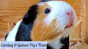 But how to stop your guinea pig from biting? How To Make Your Guinea Pigs Trust You Youtube