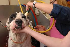 People love their cats like their own children, and it is shown with their willingness to offer reviews on services when it comes to their. Pet Grooming Tips Best Friends Animal Society