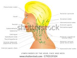 A large number of lymph nodes are linked throughout the body by the lymphatic vessels. Shutterstock Puzzlepix