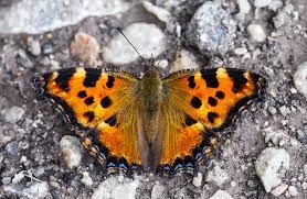 Large Tortoiseshell