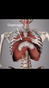 Costochondritis - Portal Myhealth