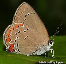 Image result for Satyrium microcorys