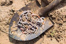 Earthworms' casts also improve soil structure and nutrient availability—which increases garden. How To Start Worm Farming Gardener S Path