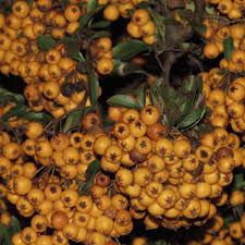 Image result for Pyracantha coccinea soleil d'or