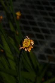 Image result for Xyridaceae