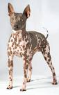 American Hairless Terrier - All About Dogs