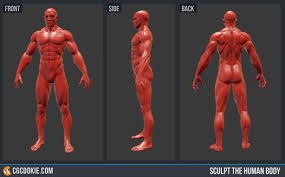 Human body front side back. Sculpt The Human Body Cg Cookie