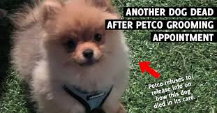 Dog Dead After Grooming Service At California Petco Peta