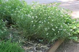 Asclepias Angustifolia Bring Back The Monarchs Milkweed Plant Asclepias Milkweed
