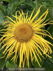 Image result for Inula mannii