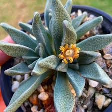 Image result for Nananthus