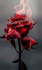 Rosa flowers wand fotografie hintergründe rose blumenhochzeit foto hintergrund. Backgrounds Beautiful Iphone Roses Wallpaper Wallpaper Hintergrunde Schone Rote Rosen Tapete Blumentapete Blumen Hintergrund Iphone Rosentapete