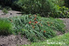 Image result for Melaleuca hypericifolia
