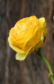 You'll hit lots of lively bars and be able to get hours of festive fun before the real st. May Roses Braman S Wanderings