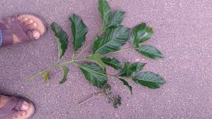 Image result for Pavetta sp. F