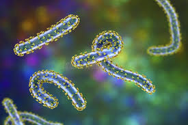 Image result for Filoviridae