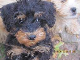 Select from hundreds of pet classifieds that will meet your preference. Doo Schnoodle S Web Page