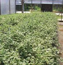 Image result for Vinca major