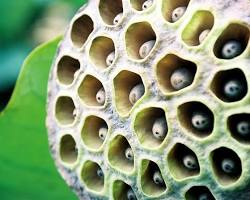 trypophobia lotus seed pod skin patterns resmi